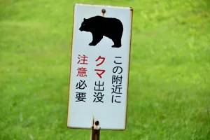 北海道のヒグマ（oso）の特別さ、もう感じましたか？　3