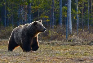 北海道のヒグマ（oso）の特別さ、もう感じましたか？　2